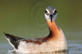 _MG_9717 Wilsons Phalarope.jpg