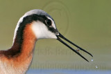 _MG_9764crop1 Wilsons Phalarope.jpg