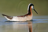 _MG_9814 Wilsons Phalarope.jpg