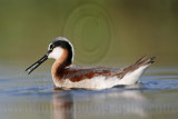 _MG_9820 Wilsons Phalarope.jpg