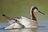 _MG_9850 Wilsons Phalarope.jpg
