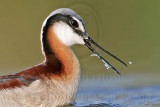 _MG_9889 Wilsons Phalarope.jpg