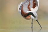_MG_6985 Wilsons Phalarope.jpg