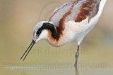 _MG_6988 Wilsons Phalarope.jpg