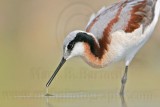 _MG_6998 Wilsons Phalarope.jpg