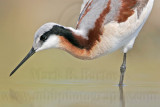 _MG_7022 Wilsons Phalarope.jpg