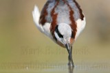 _MG_7051 Wilsons Phalarope.jpg