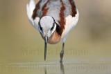 _MG_7053 Wilsons Phalarope.jpg