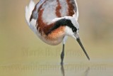 _MG_7054 Wilsons Phalarope.jpg