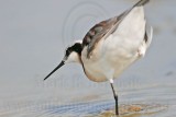 _MG_7092 Wilsons Phalarope.jpg