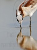 _MG_7126 Wilsons Phalarope.jpg