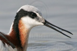 _MG_7293crop Wilsons Phalarope.jpg