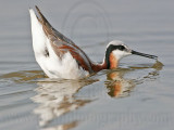 _MG_7296 Wilsons Phalarope.jpg