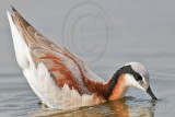 _MG_7305 Wilsons Phalarope.jpg