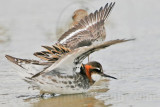 _MG_4485 Red-necked Phalarope.jpg