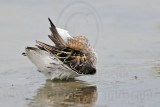 _MG_4554 Red-necked Phalarope.jpg