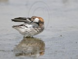 _MG_4556 Red-necked Phalarope.jpg