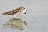 _MG_4565 Red-necked Phalarope.jpg