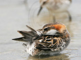 _MG_4574 Red-necked Phalarope.jpg
