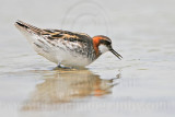 _MG_4702 Red-necked Phalarope.jpg