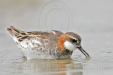 _MG_4734 Red-necked Phalarope.jpg