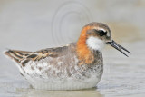 _MG_4948 Red-necked Phalarope.jpg