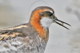 _MG_5017crop Red-necked Phalarope.jpg
