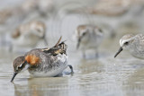 _MG_5130 Red-necked Phalarope.jpg