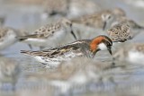 _MG_5236 Red-necked Phalarope.jpg