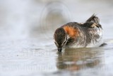 _MG_5366 Red-necked Phalarope.jpg