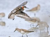 _MG_5614 Red-necked Phalarope.jpg