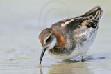 _MG_5746 Red-necked Phalarope.jpg