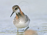 _MG_5774 Red-necked Phalarope.jpg