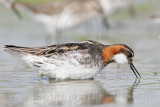 _MG_6178 Red-necked Phalarope.jpg