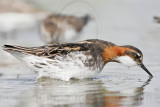 _MG_6221 Red-necked Phalarope.jpg