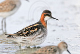 _MG_6305 Red-necked Phalarope.jpg