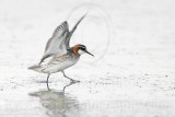 _MG_6409 Red-necked Phalarope.jpg