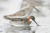 _MG_6522 Red-necked Phalarope.jpg
