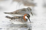 _MG_6523 Red-necked Phalarope.jpg