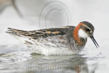 _MG_6525 Red-necked Phalarope.jpg