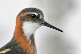 _MG_6560crop Red-necked Phalarope.jpg
