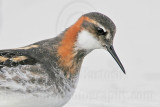 _MG_6625 Red-necked Phalarope.jpg