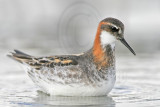 _MG_6645 Red-necked Phalarope.jpg