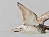 _MG_6705 Red-necked Phalarope.jpg