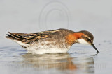 _MG_6861 Red-necked Phalarope.jpg