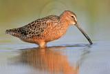 _MG_0201 Long-billed Dowitcher.jpg