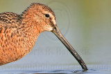_MG_0201crop Long-billed Dowitcher.jpg