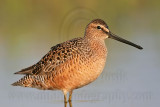 _MG_0636 Long-billed Dowitcher.jpg