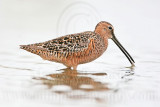 _MG_6574 Long-billed Dowitcher.jpg