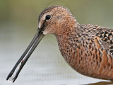 _MG_6678 Long-billed Dowitcher.jpg